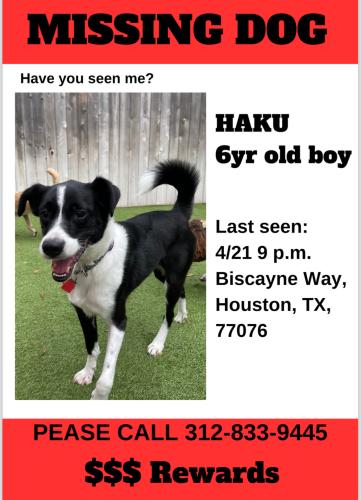 Lost Male Dog last seen Biscayne Way and Benbrook drive,  Houston, TX, Houston, TX 77076