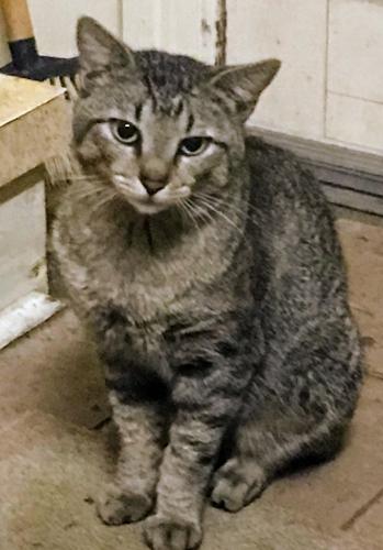 Lost Male Cat last seen N UNIVERSITY and OLD SHEEL RD, Mobile, AL 36608