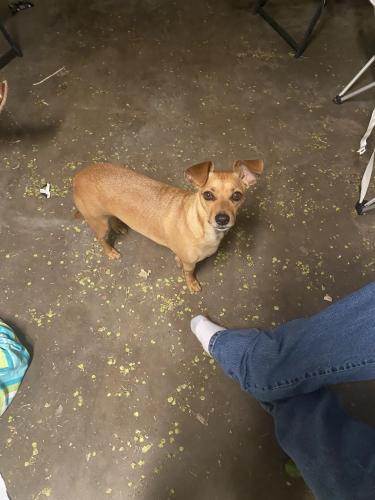 Lost Male Dog last seen 34th and Western , Amarillo, TX 79109
