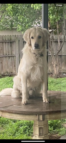 Lost Male Dog last seen Near Gainsborough ct, Fort Worth, TX 76134