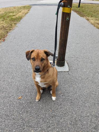 Lost Male Dog last seen Thomas Brooks Park, Cary, NC 27519
