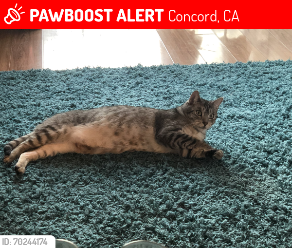 Lost Male Cat last seen Clayton Rd. and Bella Dr., Concord, CA 94519
