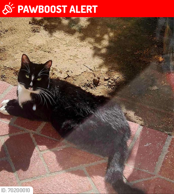 Lost Female Cat last seen McFadden and Bolsa Chica Street, Huntington Beach, CA 92649