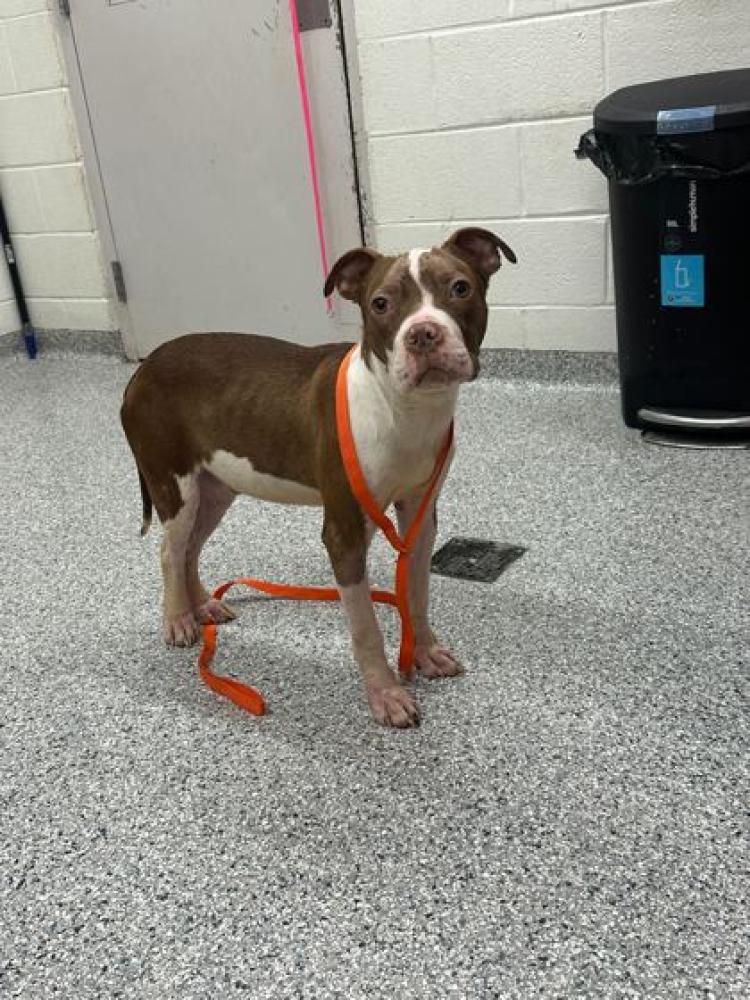Shelter Stray Male Dog last seen Knoxville, TN 37917, Knoxville, TN 37919