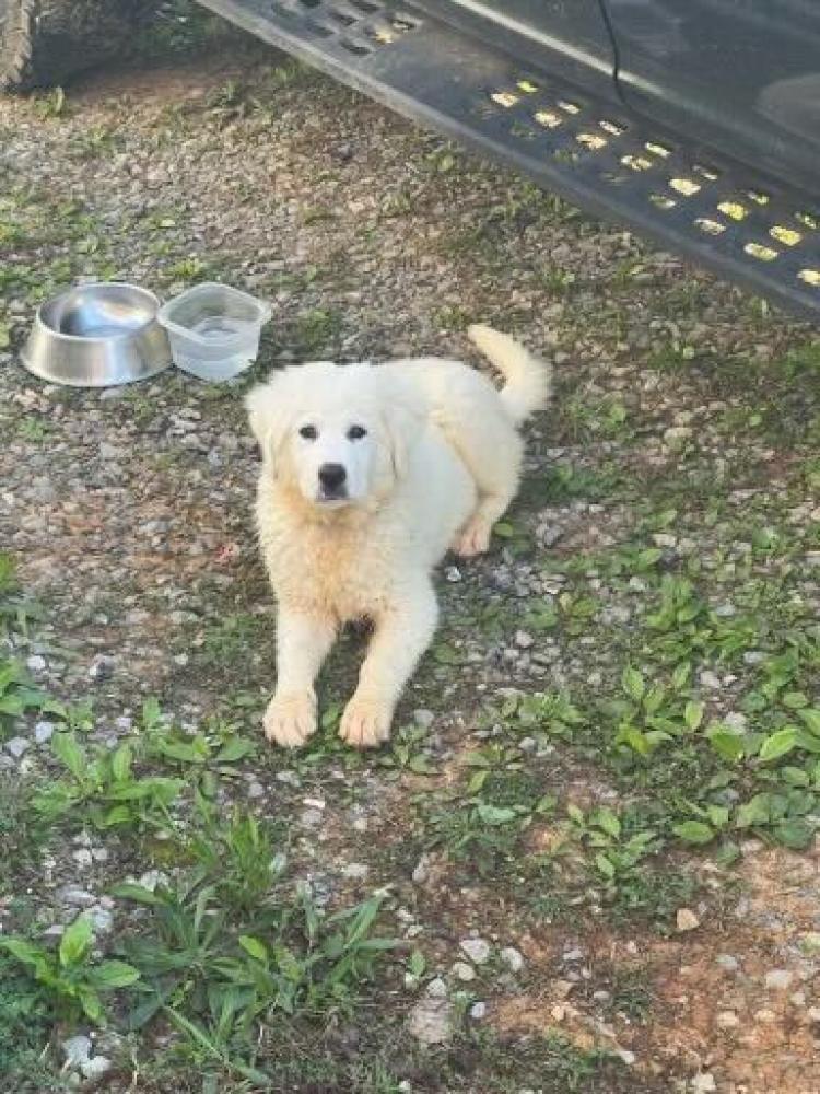 Shelter Stray Male Dog last seen Knox County, TN 37914, Knoxville, TN 37919