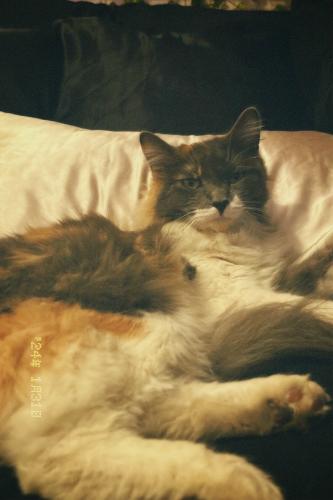 Lost Female Cat last seen hartzell ave and heron st, Redlands, CA 92374