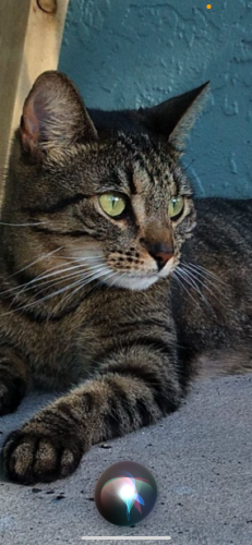 Lost Female Cat last seen Longboat blvd & harborside drive , Town 'n' Country, FL 33615