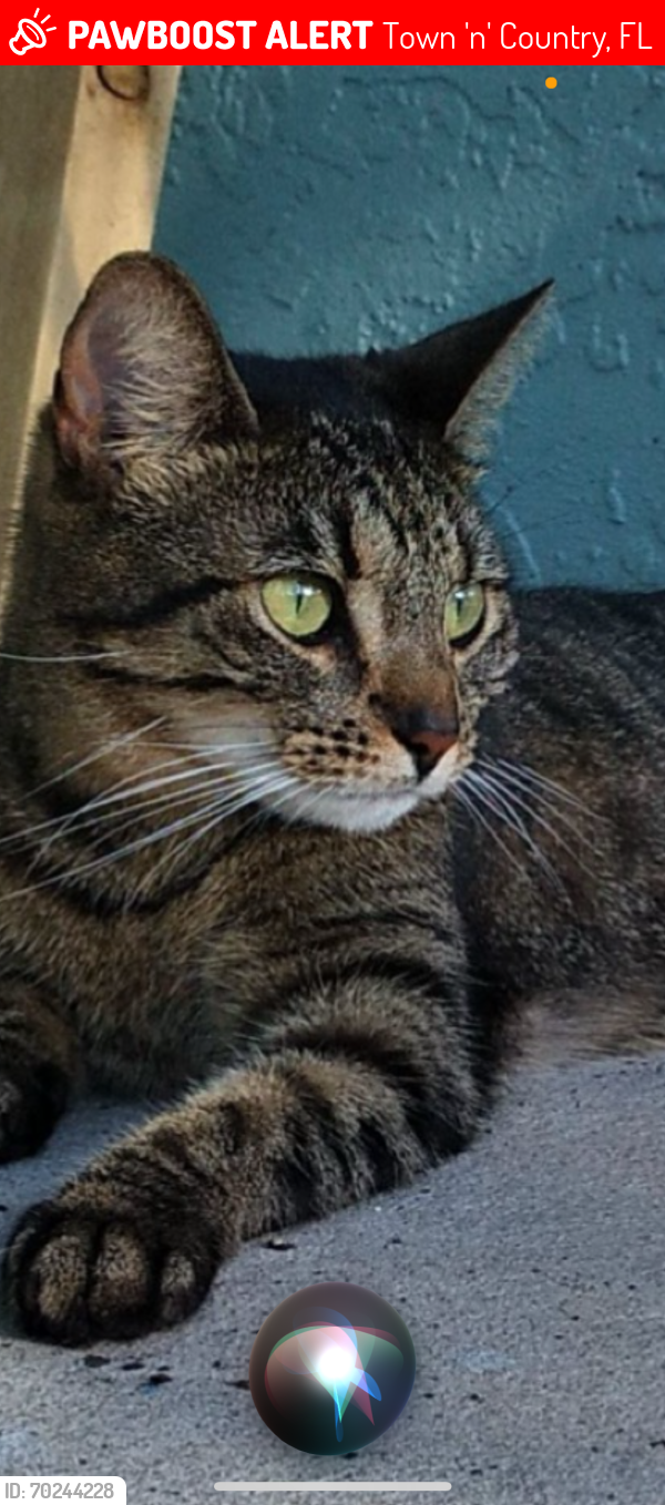 Lost Female Cat last seen Longboat blvd & harborside drive , Town 'n' Country, FL 33615