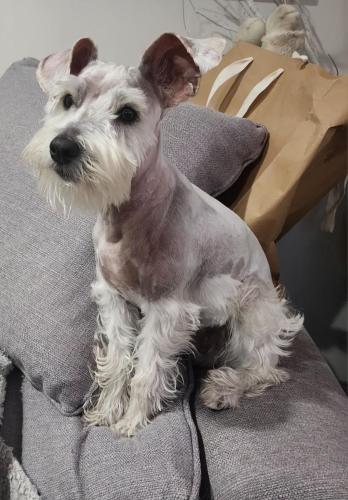 Lost Male Dog last seen 37th Drive and Normandie , Los Angeles, CA 90018