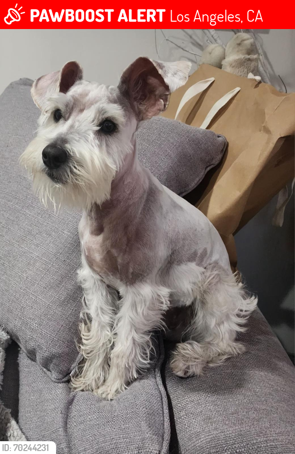 Lost Male Dog last seen 37th Drive and Normandie , Los Angeles, CA 90018