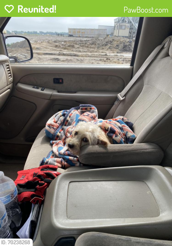 Reunited Female Dog last seen County road 864, Princeton, TX 75407
