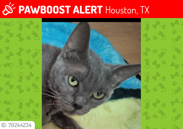 Lost Female Cat last seen Near bellerive , Houston, TX 77072