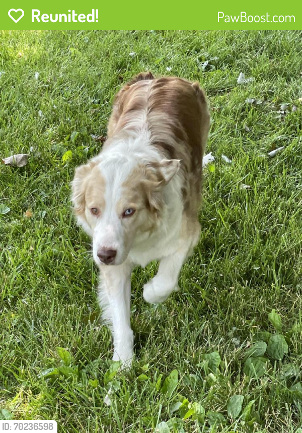 Reunited Female Dog last seen Claypole Ave Cincinnati Ohio 45204, Cincinnati, OH 45204