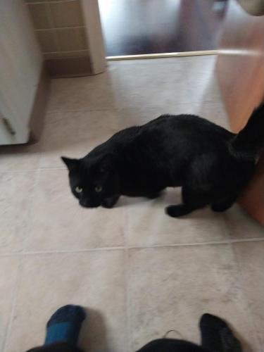 Lost Male Cat last seen Lake ave and Franklin st , Lancaster, NY 14086