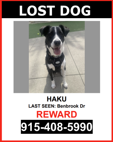 Lost Male Dog last seen Benbrook Dr, Houston, TX 77076