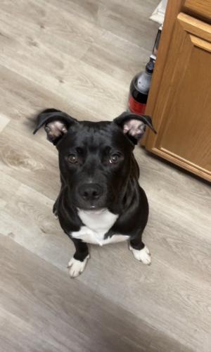 Lost Male Dog last seen Near and 20 near the rooms to go, Arlington, TX 76014