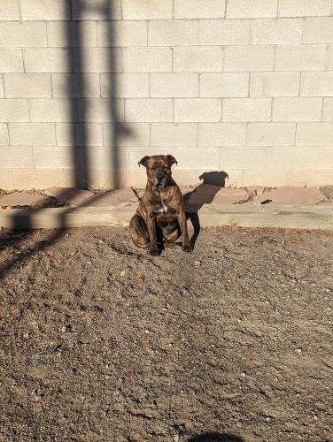 Lost Male Dog last seen Menaul & 8th Street, Albuquerque, NM 87107