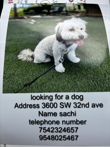 Lost Female Dog last seen Near sw 32nd ave West Park , West Park, FL 33023
