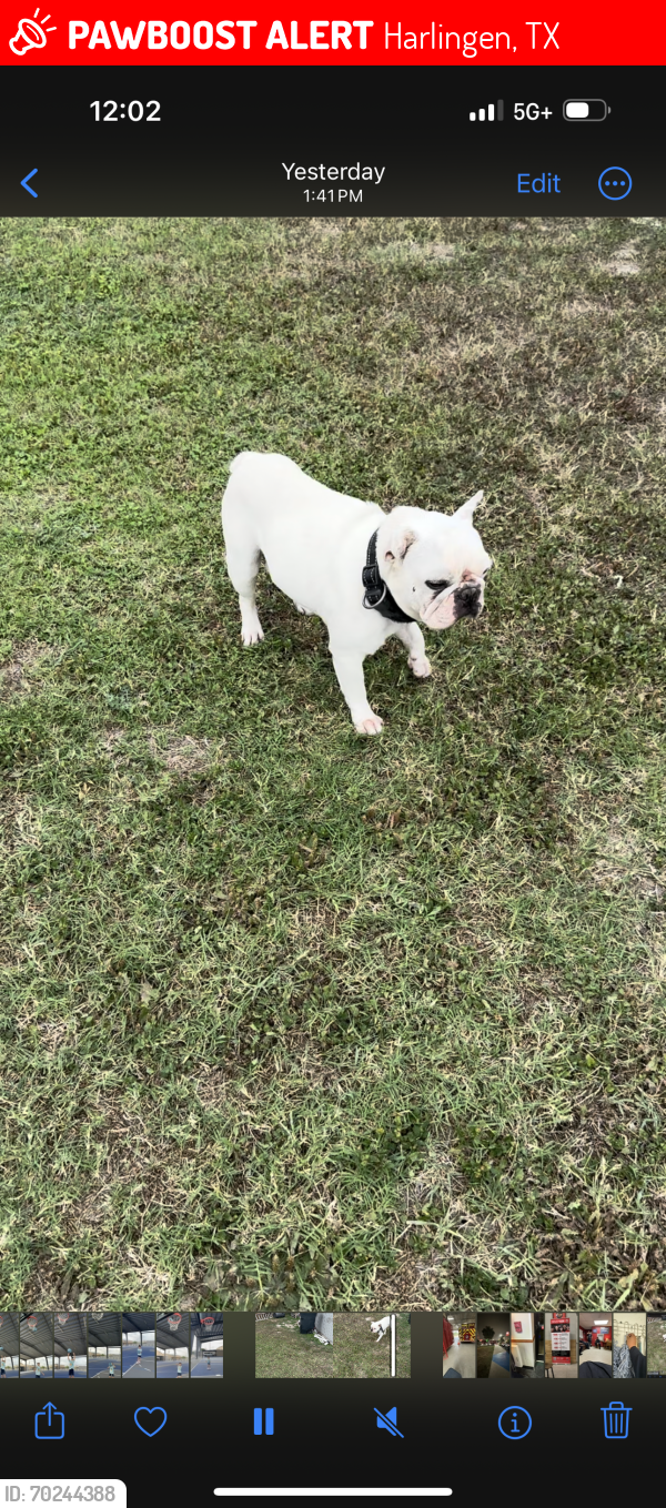 Lost Male Dog last seen Tucker , Harlingen, TX 78552