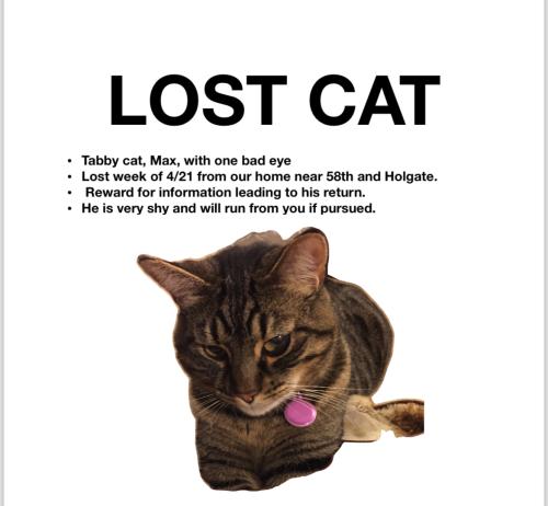 Lost Male Cat last seen Se 58th and holgate ave , Portland, OR 97206