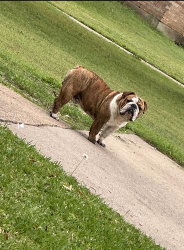 Lost Male Dog last seen Middale and upland ln , Duncanville, TX 75116