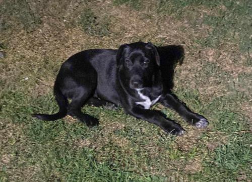 Lost Female Dog last seen Sheffield & Morris, Indianapolis, IN 46221