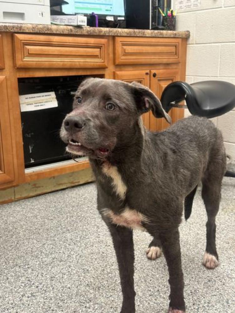 Shelter Stray Female Dog last seen Knoxville, TN 37920, Knoxville, TN 37919