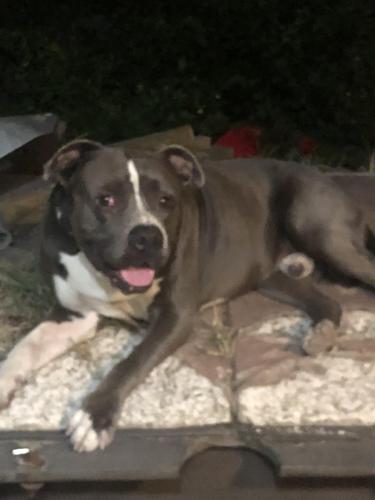 Lost Male Dog last seen On 114th by the Burger King cutler bay, Cutler Bay, FL 33157