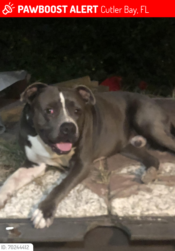 Lost Male Dog last seen On 114th by the Burger King cutler bay, Cutler Bay, FL 33157
