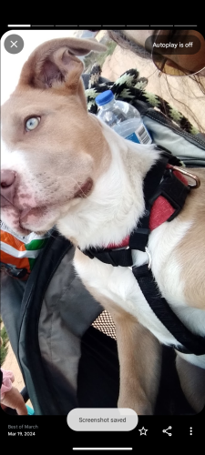 Lost Male Dog last seen Quinault and klickatat , Apple Valley, CA 92307