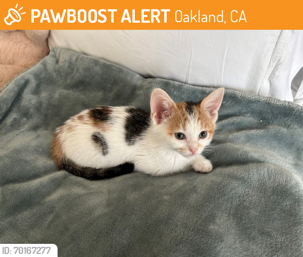 Shelter Stray Female Cat last seen Near Doolittle Drive, SAN LEANDRO, CA, 94577, Oakland, CA 94621