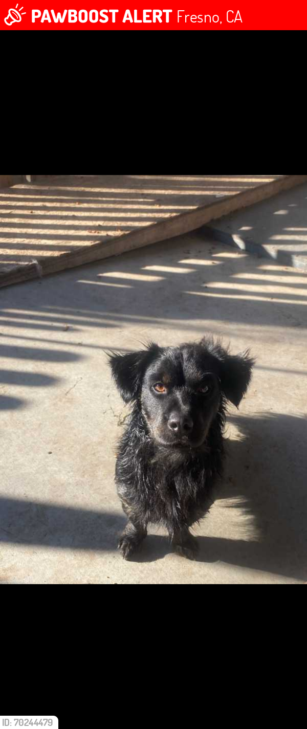 Lost Male Dog last seen Cedar Ave and Belmont Ave, Fresno, CA 93702