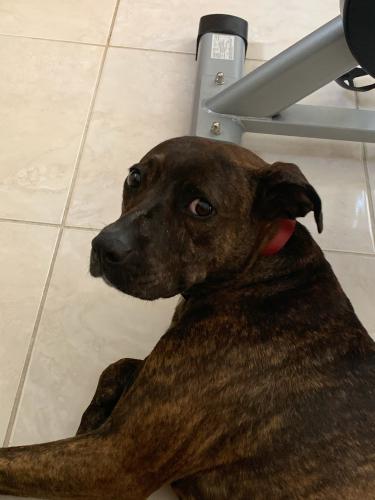 Lost Female Dog last seen NW 8th Terr, and NW 17th ST, Homestead, FL 33030