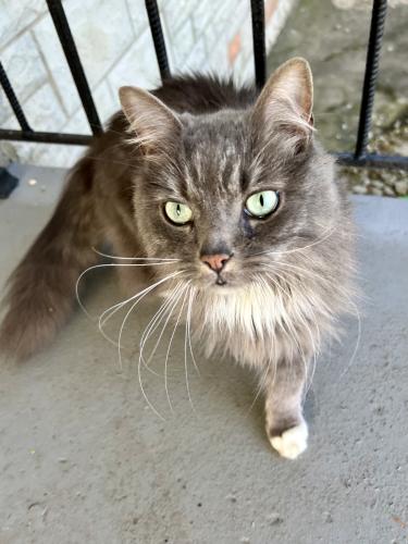 Lost Male Cat last seen W.32nd st. Between. MLK st x and boulevard , Indianapolis, IN 46222