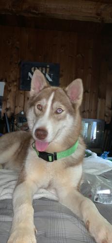Lost Female Dog last seen Trivette rd , Union Grove, NC 28689
