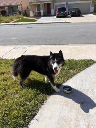 Lost Male Dog last seen Nevasa ct and baseline, Fontana, CA 92336