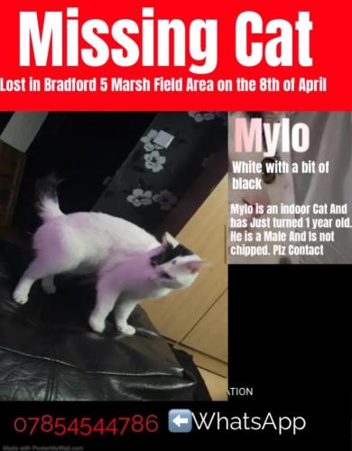 Lost Male Cat last seen Near marsh street , West Yorkshire, England BD5 9PA