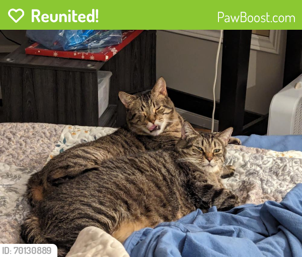 Reunited Male Cat last seen Ray Rd and Toovey, Kelowna, BC V1X 6R5