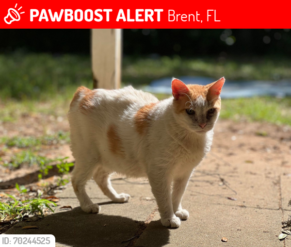 Lost Male Cat last seen Near east shore dr pensacola, fl 32505, Brent, FL 32505