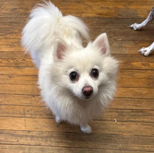 Lost Female Dog last seen 127th street and north conduit, Queens, NY 11420