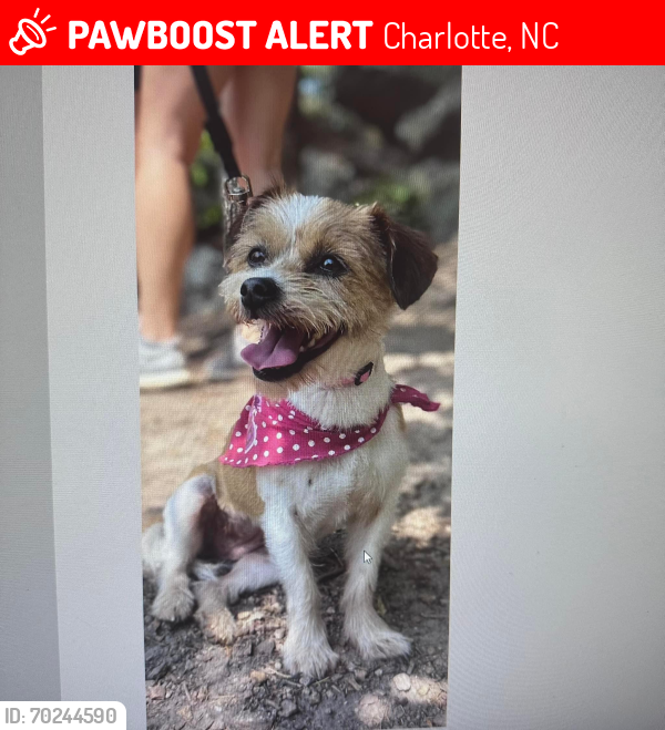 Lost Female Dog last seen Near olde ivy way … near mallard creek , Charlotte, NC 28262