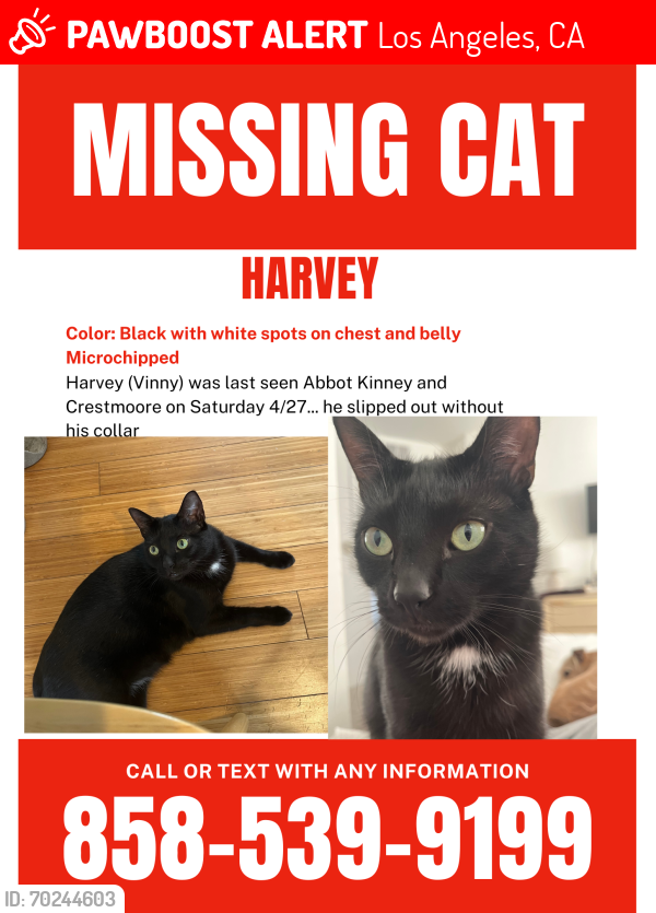 Lost Male Cat last seen Abbot Kinney and Crestmoore, Los Angeles, CA 90291