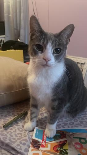 Lost Female Cat last seen The hill , St. Louis, MO 63110