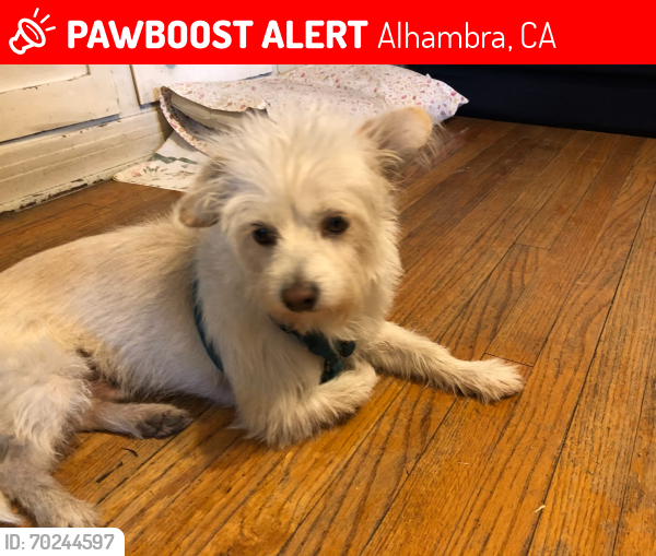 Lost Male Dog last seen 5th Street and Mission Road Alhambra , Alhambra, CA 91801