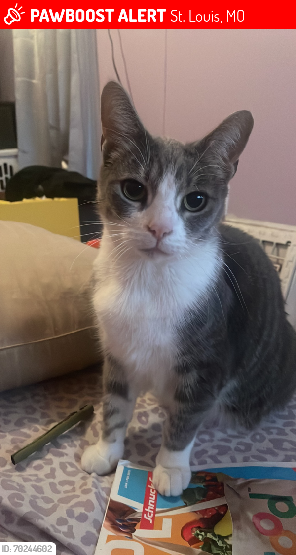 Lost Female Cat last seen The hill , St. Louis, MO 63110