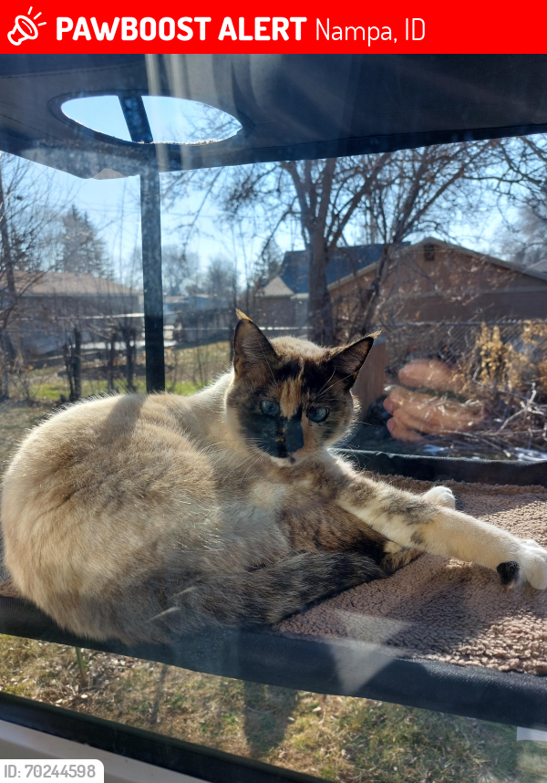 Lost Female Cat last seen 12th Ave and Dooley near the D&B in Nampa, Nampa, ID 83686