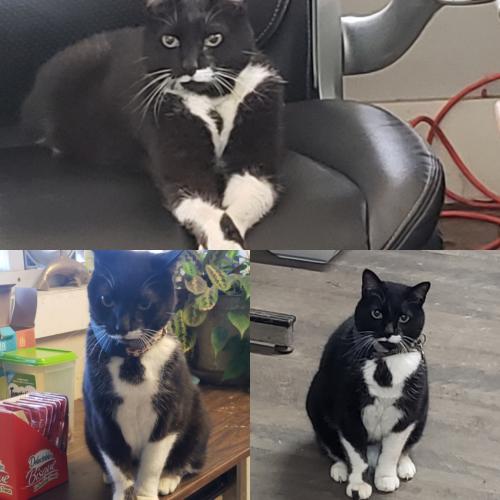 Lost Female Cat last seen W Ashby Rd Florence A&C Recycling , Florence, SC 29501