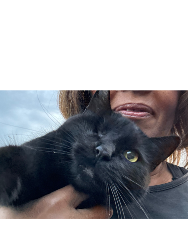 Lost Female Cat last seen Lake Howell Drive, Winter Park, FL 32792