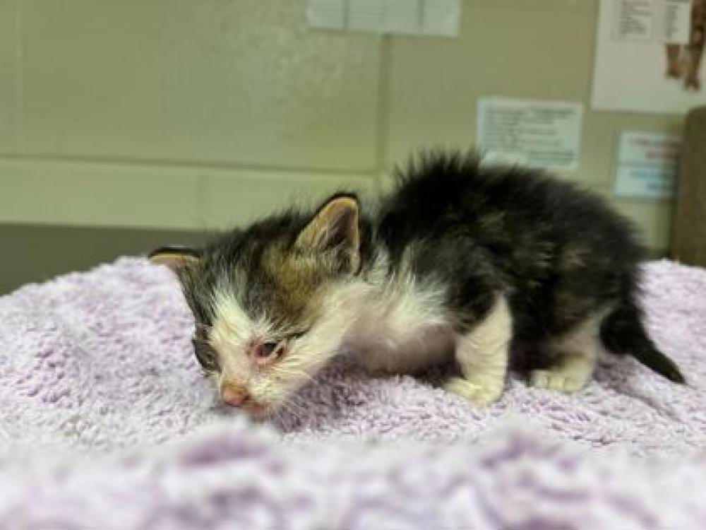 Shelter Stray Male Cat last seen Near Bayouside Dr, 70344 - Chauvin, LA, Gray, LA 70359