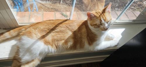 Lost Male Cat last seen Westlake circle and 2133, Whitehouse, TX 75791